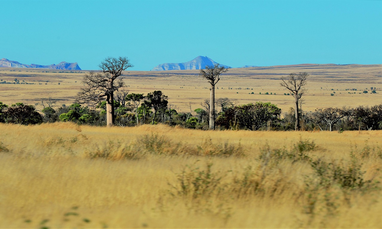 Baobab-Bäume