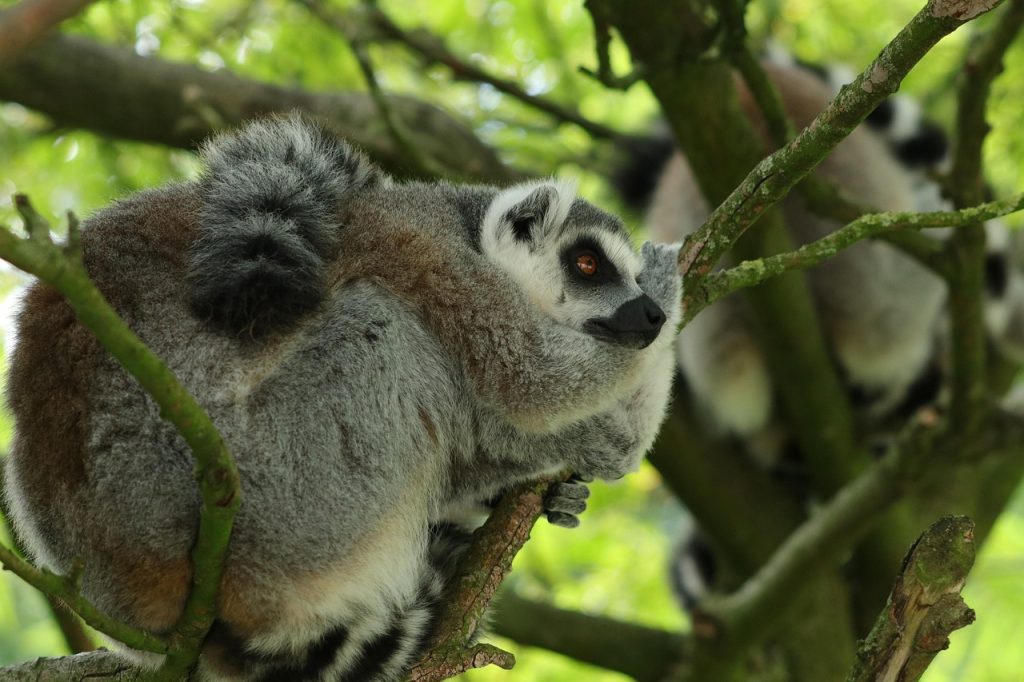 Fauna und Flora Madagaskar entdecken